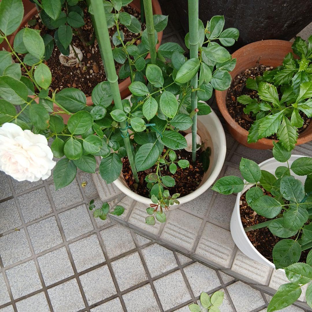 四季咲きツルバラ抜き苗画像9～10 四季咲きツルバラ抜き苗画像9～10 | バラ